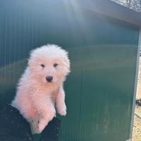 Cucciolo maschio maremmano abruzzese