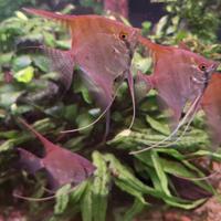 Scalari Santa Isabel/Manacapuru