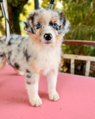 Cuccioli Australian / Pastore Australiano pedigree