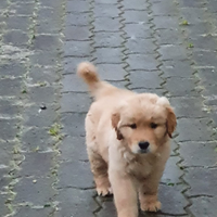 Disponibili cuccioli Golden Retriever