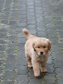 Disponibili cuccioli Golden Retriever