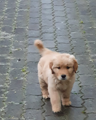 Disponibili cuccioli Golden Retriever