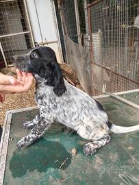 Cucciolo di Setter inglese