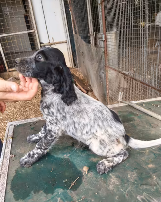 Cucciolo di Setter inglese