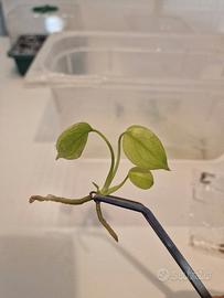 monstera blue mint pianta