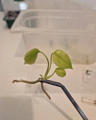 monstera blue mint pianta