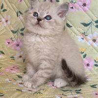 Gattino British (Prenotazione)