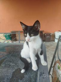 Gattina