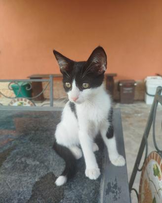Gattina