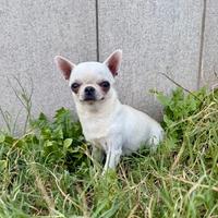 Chihuahua per monta