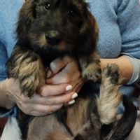 Tenera coppia bassotti a pelo duro nani