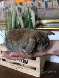 Conigli nani Minilop