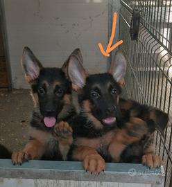Cuccioli pastore tedesco