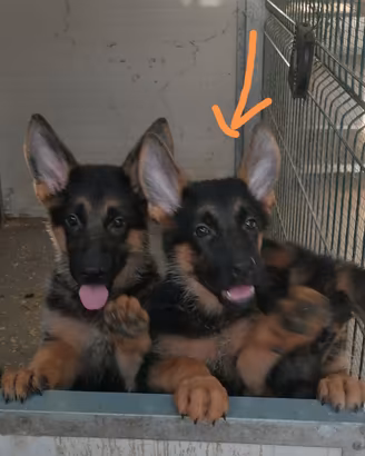 Cuccioli pastore tedesco