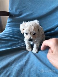 Cuccioli maltipoo