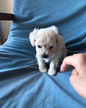 Cuccioli maltipoo