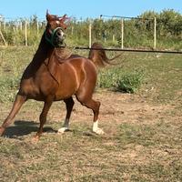 Cavallo