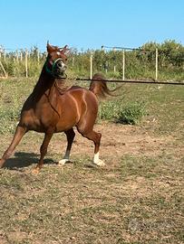 Cavallo
