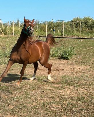 Cavallo
