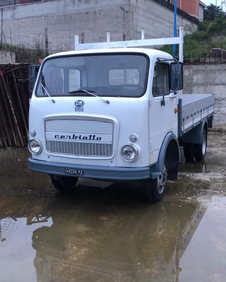 Fiat om cerbiatto