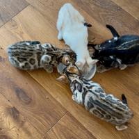Cuccioli bengala con Pedegree