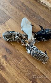 Cuccioli bengala con Pedegree