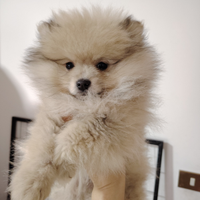 Spitz tedesco nano (Pomerania)