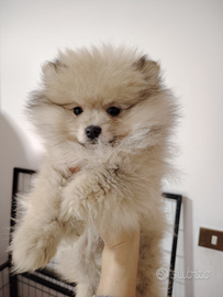 Spitz tedesco nano (Pomerania)