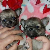 Chihuahua maschietti pl