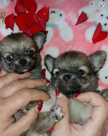 Chihuahua maschietti pl