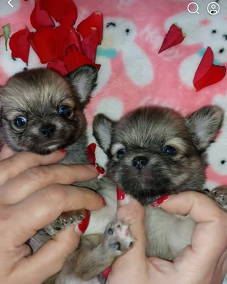 Chihuahua maschietti pl