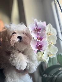 Cuccioli maschio Maltese coreano