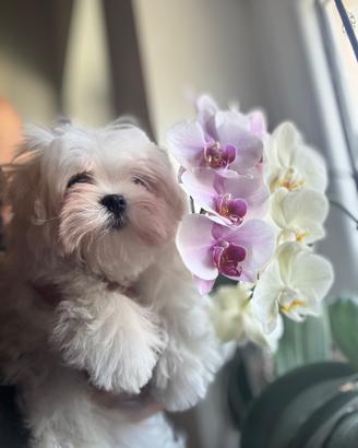 Cuccioli maschio Maltese coreano
