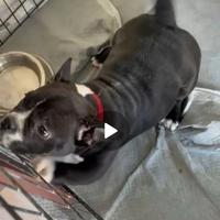 American bully esotic femmina