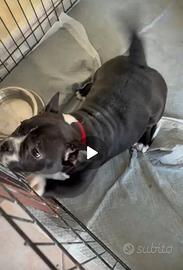 American bully esotic femmina