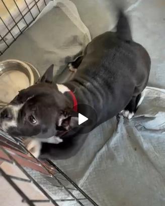 American bully esotic femmina
