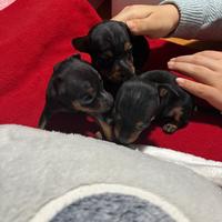 Pinscher Pincher pincer