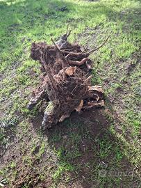 Legna di radica di ulivo