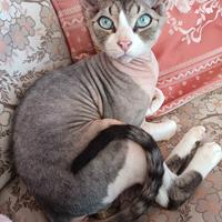 Gatto sphynx grigio bianco monta