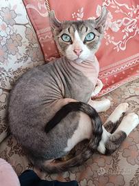 Gatto sphynx grigio bianco monta