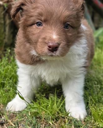 Border collie