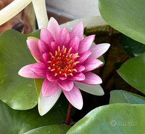 Piante acquatiche laghetto