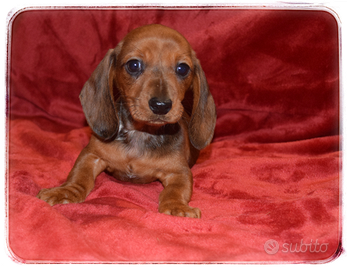 Bassotti a pelo corto