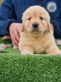 Cuccioli di golden retriever - americani
