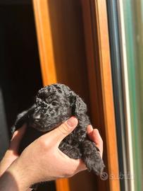 Barboncini M/F colorazione Silver