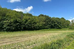 Terreno di 3845 m² a Sirone