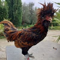 Galline