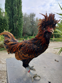 Galline