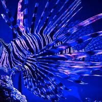 Pesce Scorpione ( pterois volitans) adulto -