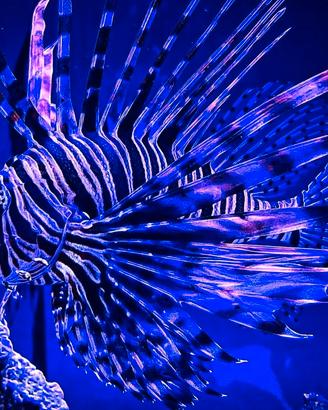 Pesce Scorpione ( pterois volitans) adulto -